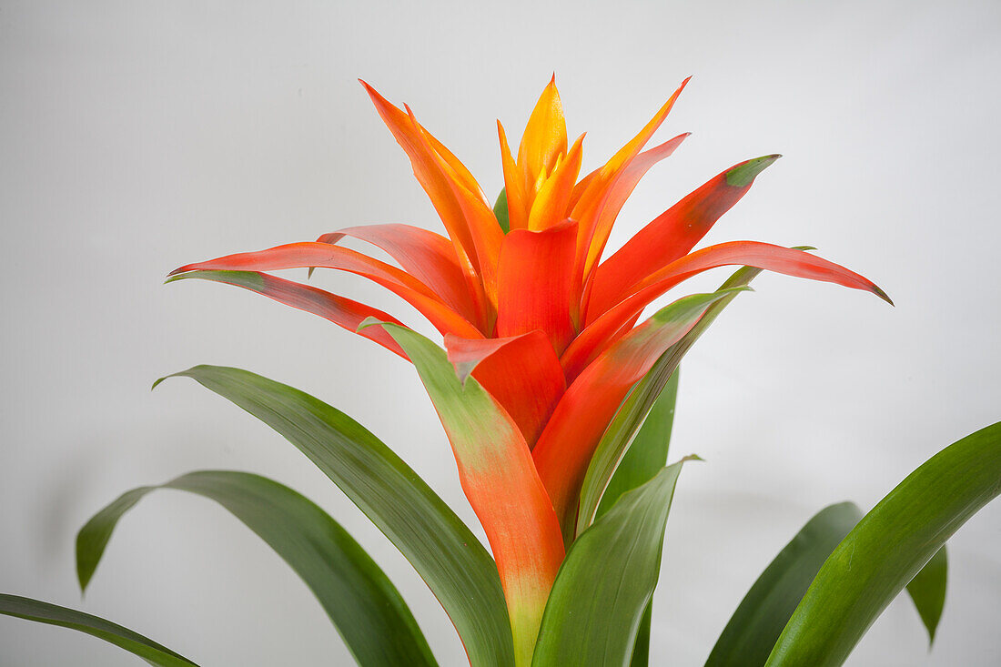 Guzmania