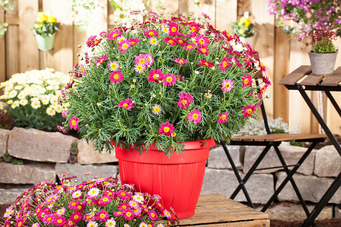 Argyranthemum frutescens, red