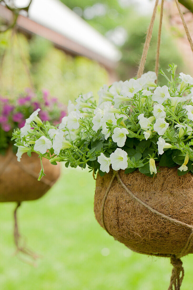 Petunia, white