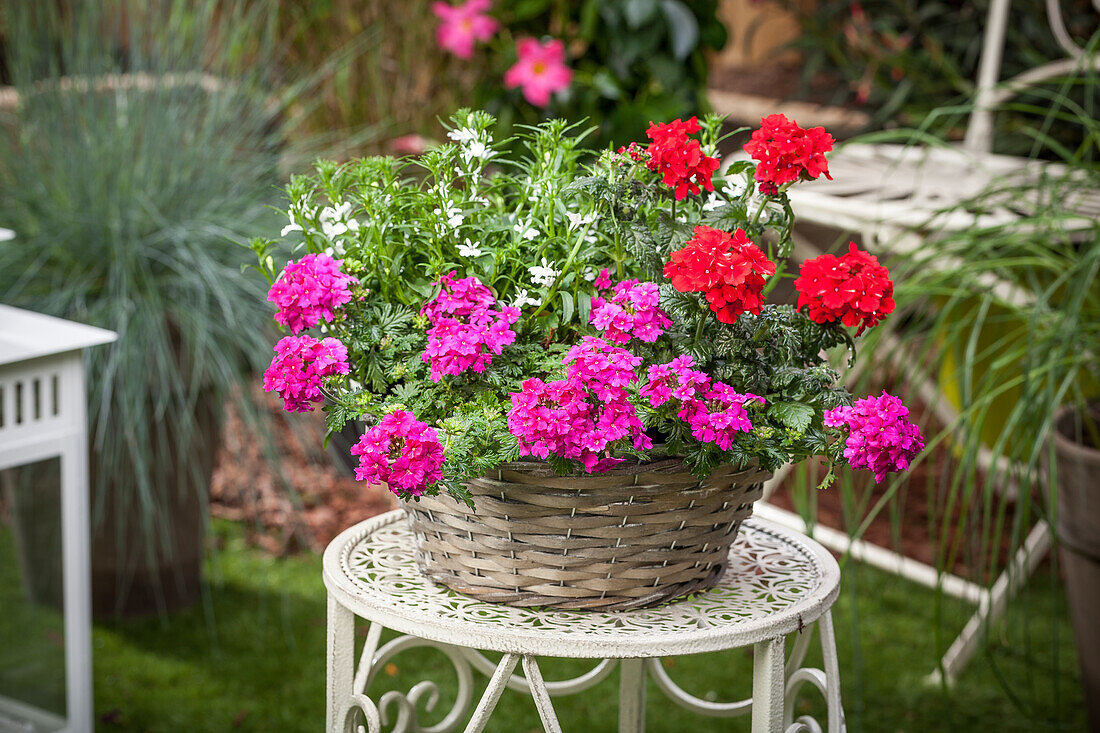 Verbena, Lobelia erinus