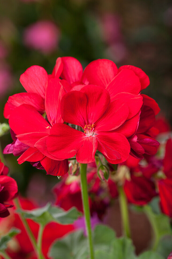 Pelargonium interspecific