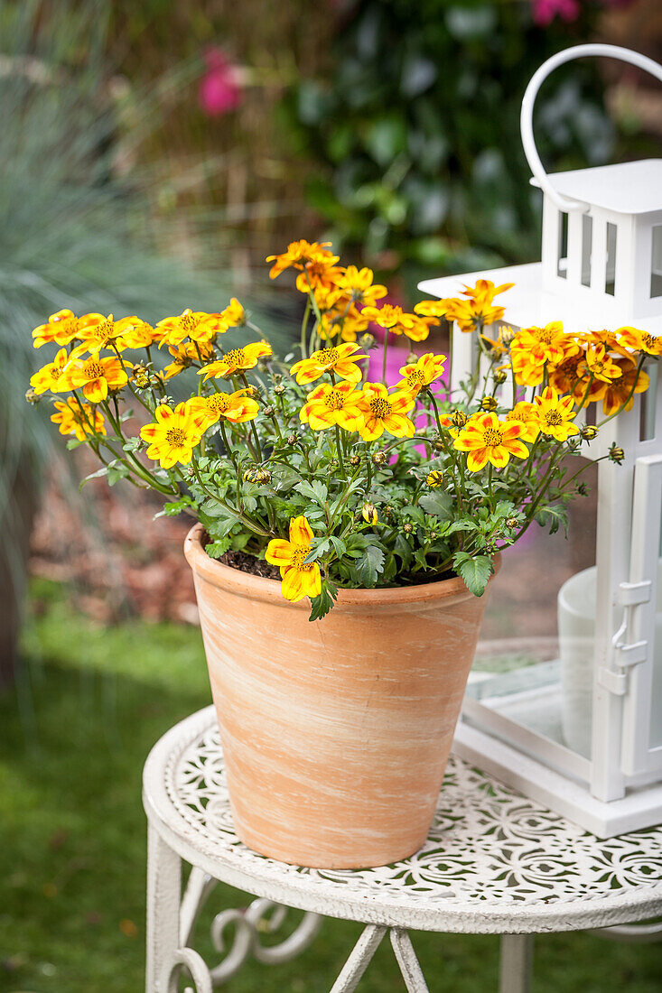 Bidens ferulifolia 'BeeDance'®