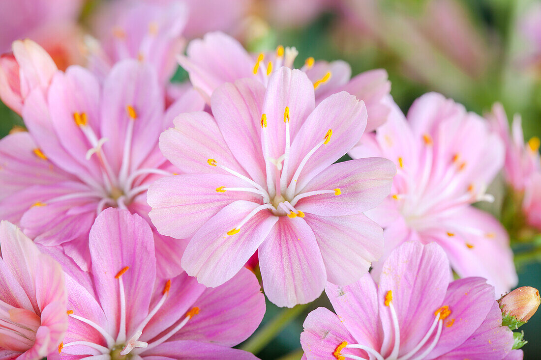 Lewisia cotyledon