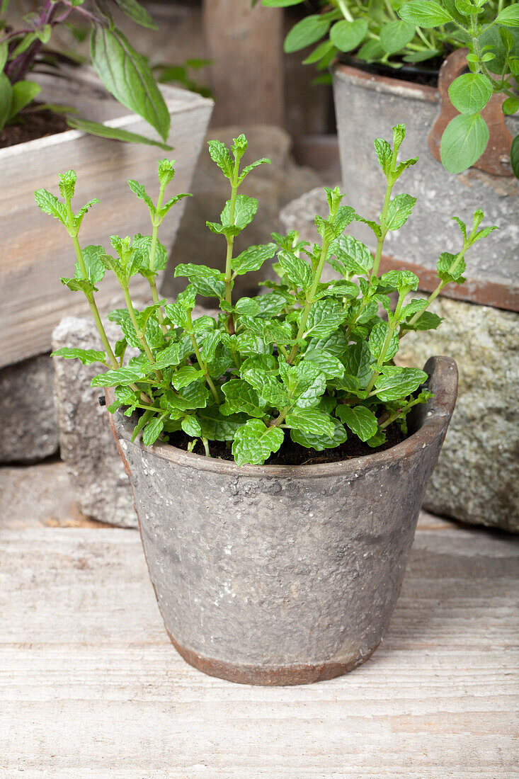 Mentha spicata 'Maroccan