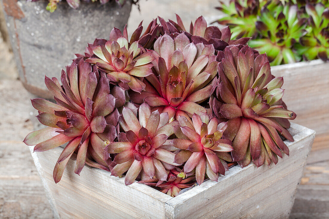 Sempervivum, red