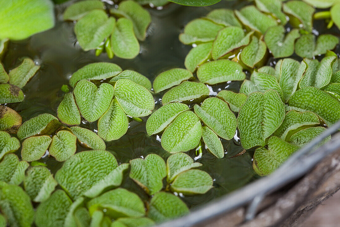 Salvinia natans