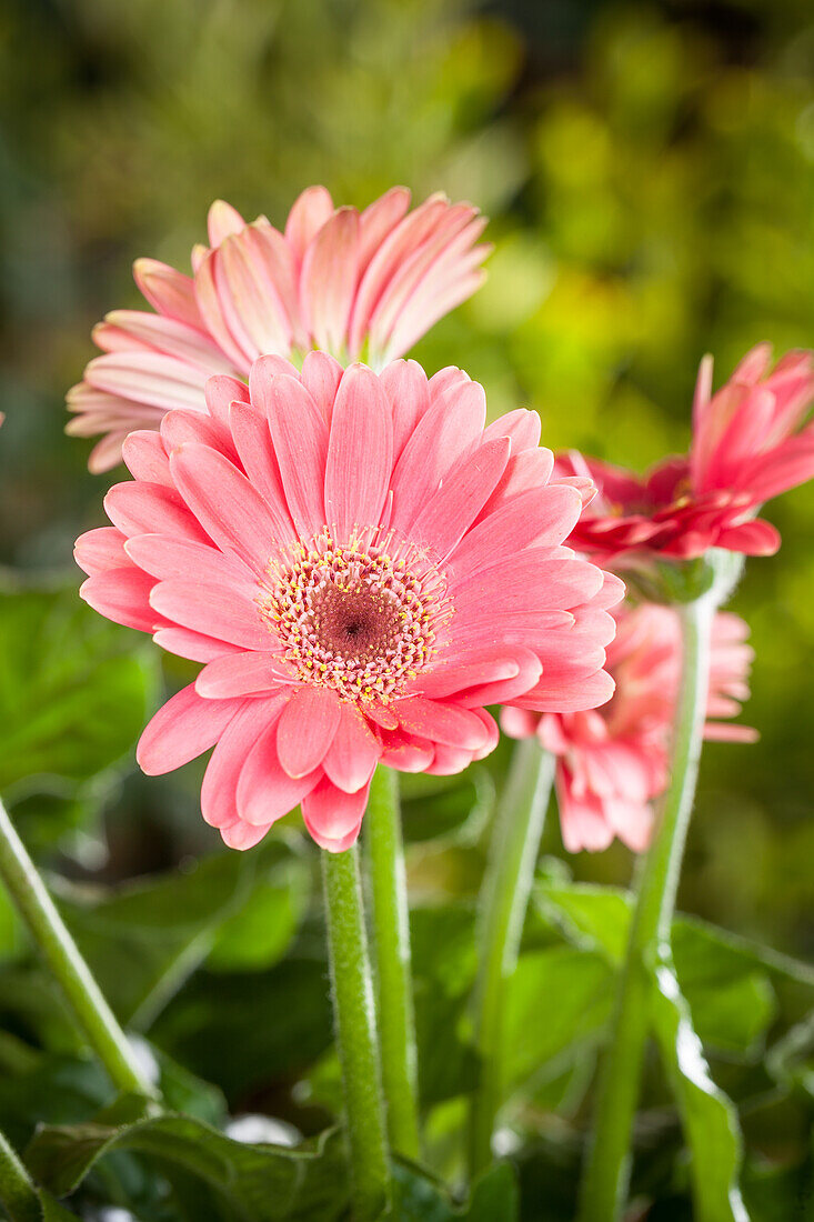 Gerbera jamesonii