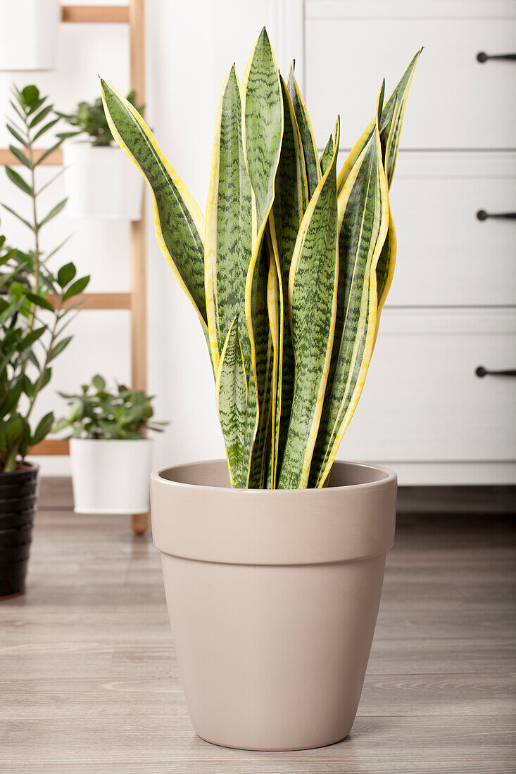 Sansevieria trifasciata