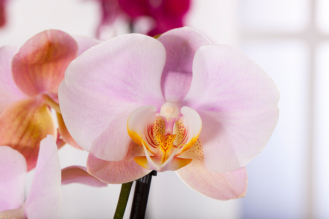 Phalaenopsis