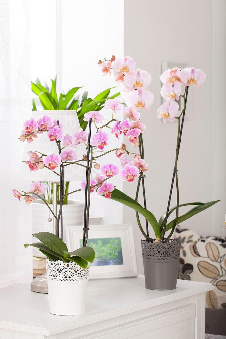 Phalaenopsis