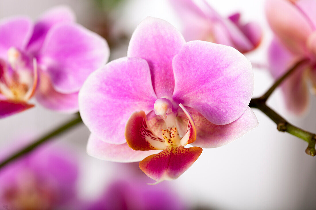 Phalaenopsis multiflora, pink