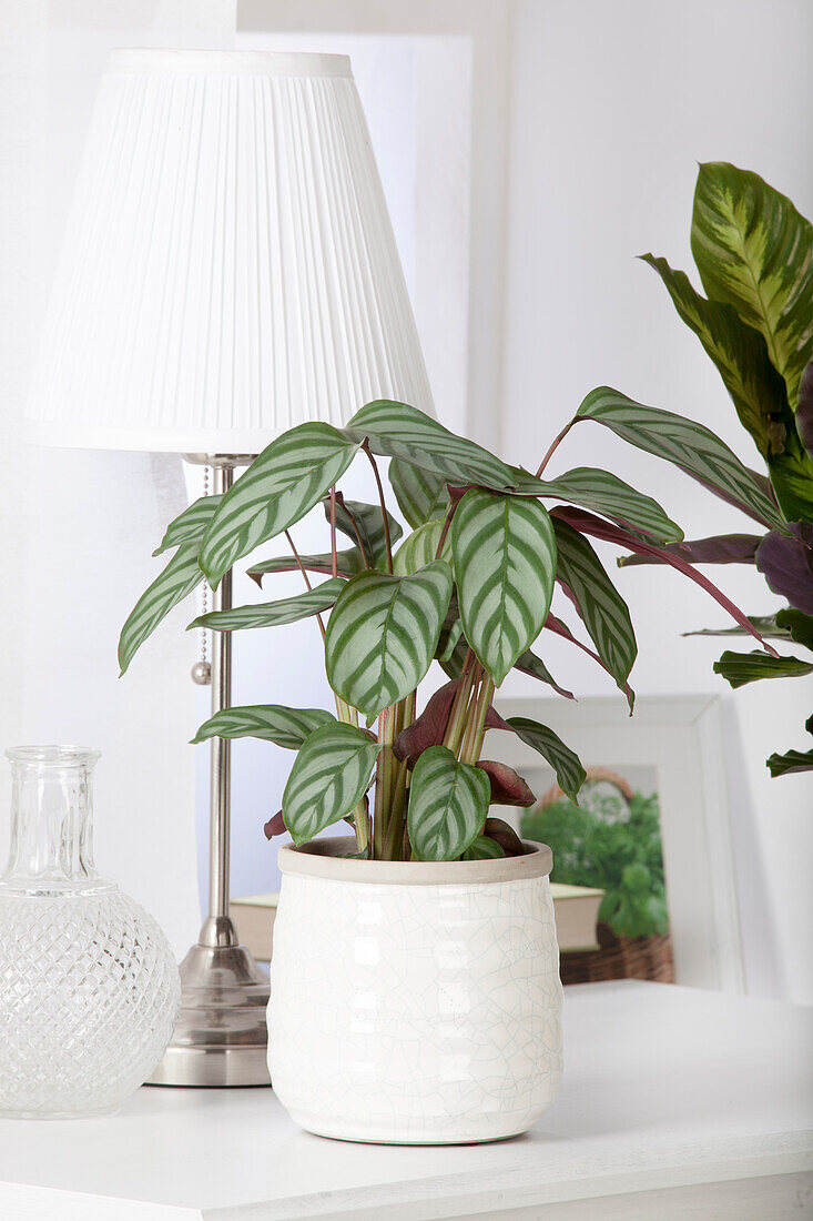 Calathea