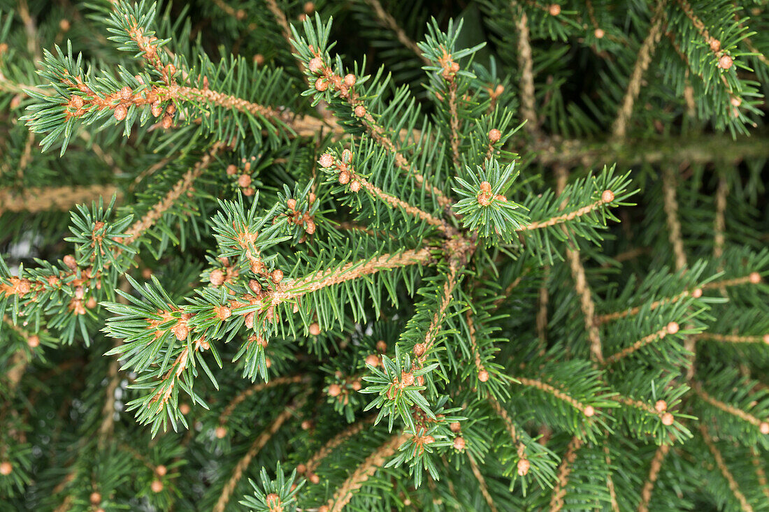 Picea abies