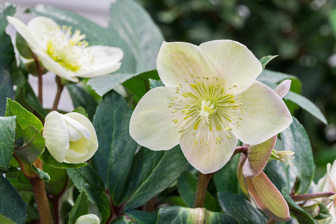 Helleborus x ericsmithii