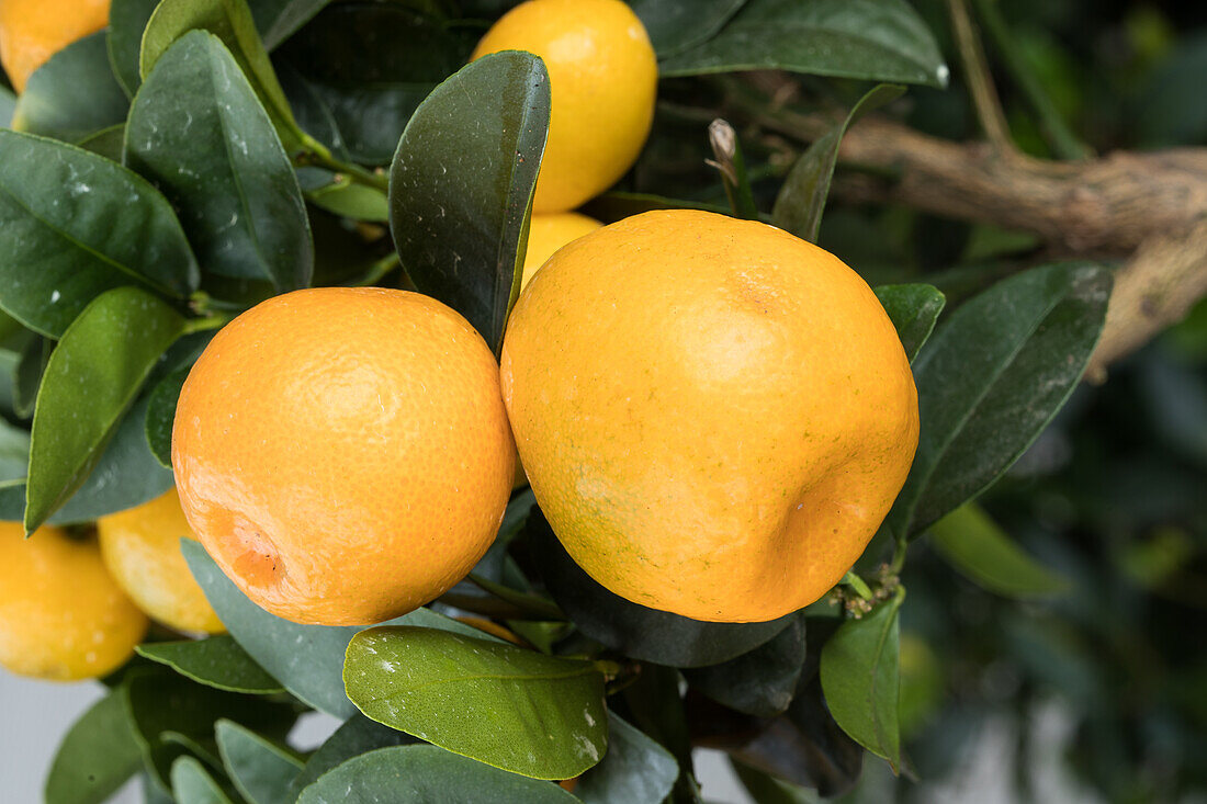 Citrus japonica 'Obovata'