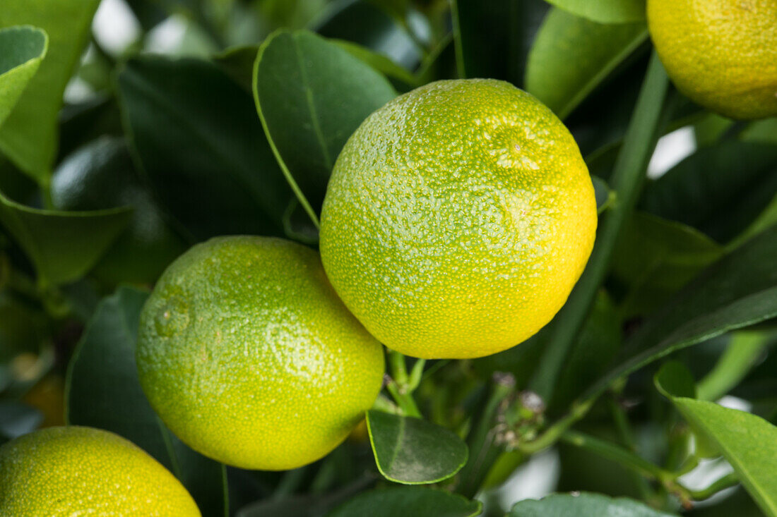 Citrus madurensis