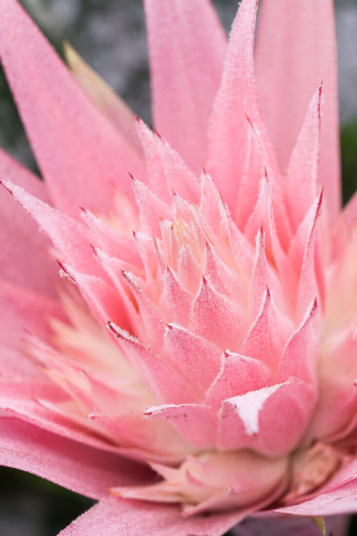 Aechmea fasciata