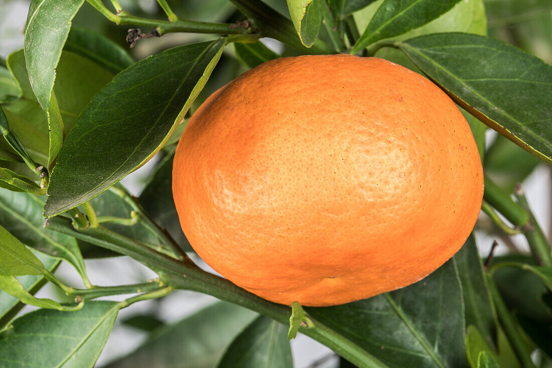 Citrus reticulata