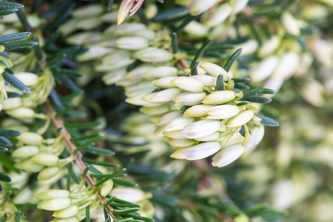 Erica carnea, white