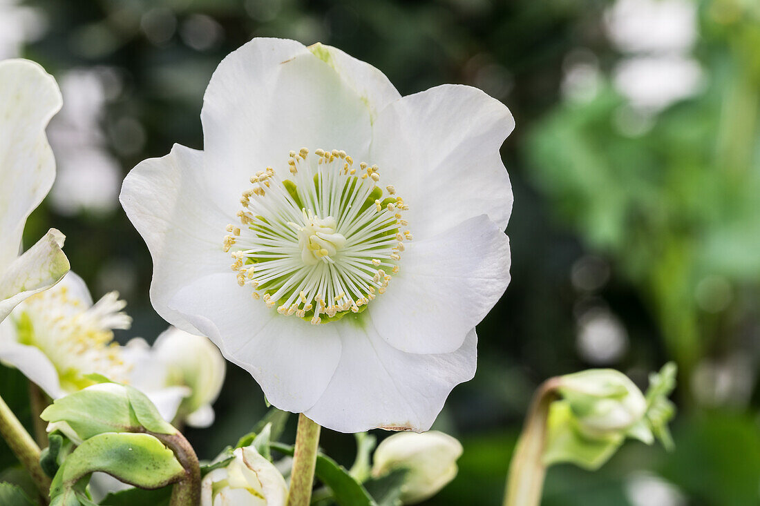 Helleborus x ericsmithii