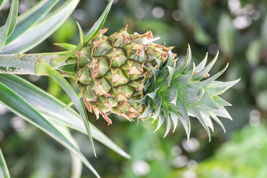 Ananas comosus