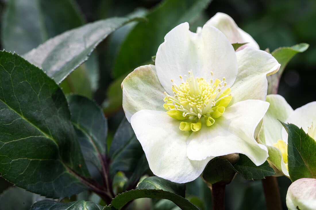 Helleborus x ericsmithii 'HGC Shooting Star'®