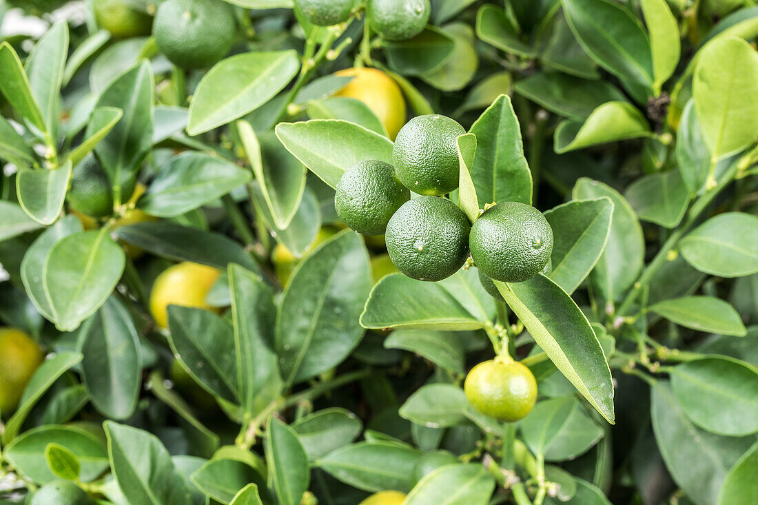 Citrus limon x fortunella japonica