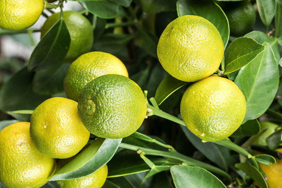 Citrus limon x fortunella japonica, Stamm