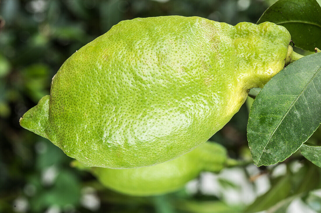 Citrus limon