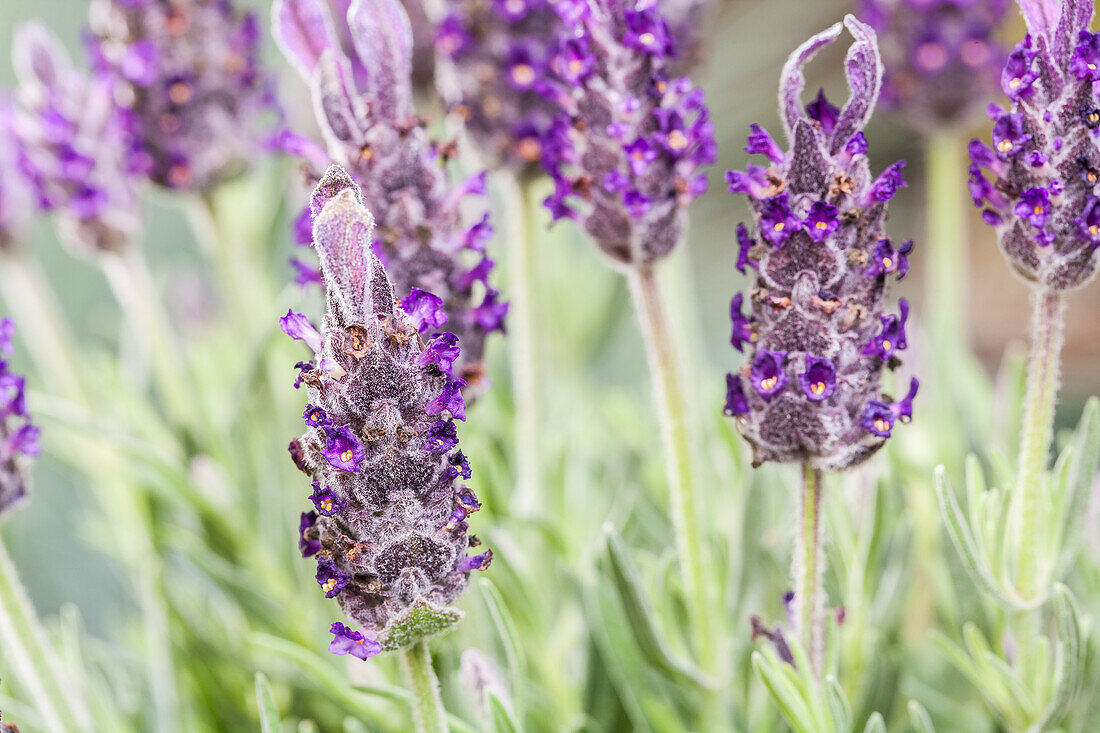 Lavandula stoechas 'Anouk'