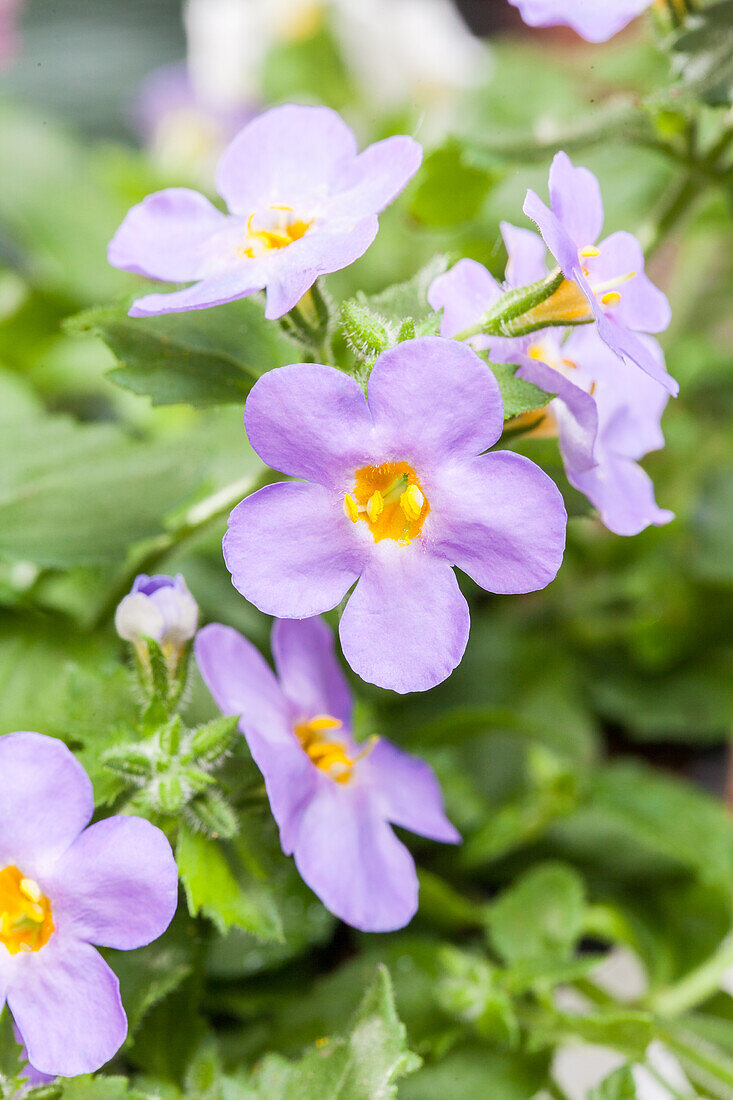 Sutera grandiflora