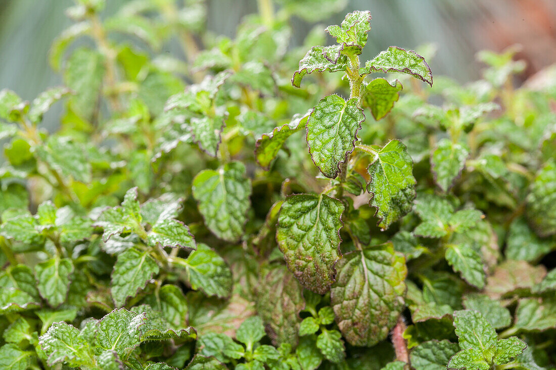 Mentha 'Strawberry