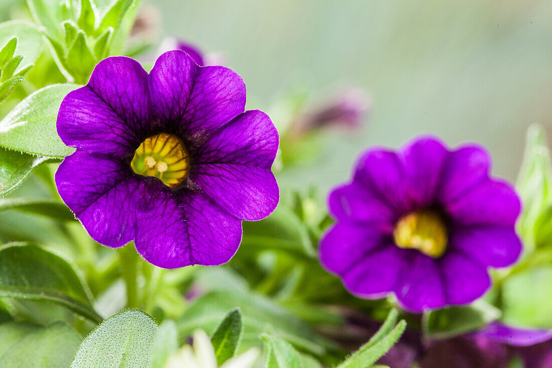 Calibrachoa, violett
