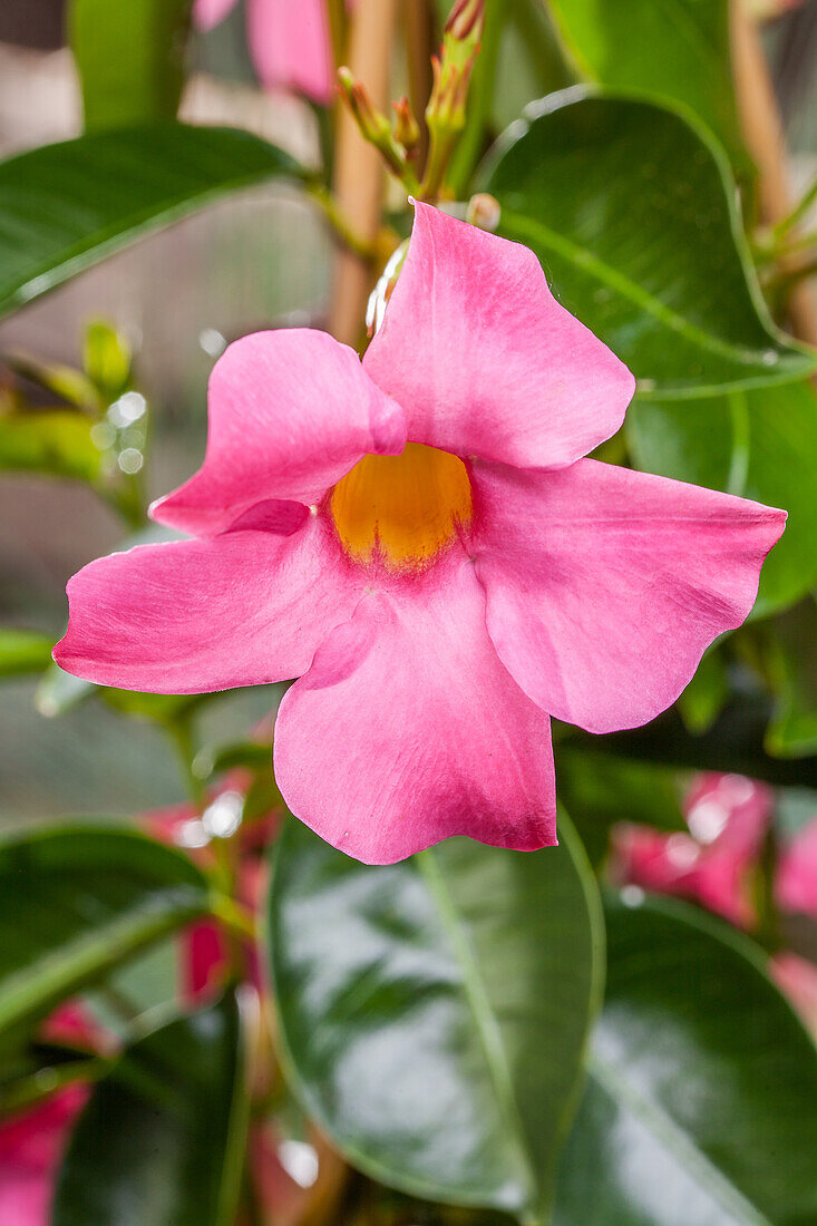 Mandevilla sanderi, pink