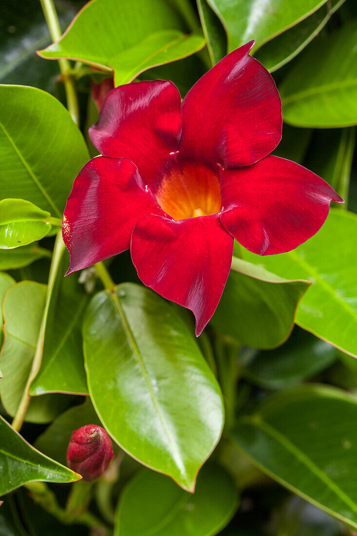 Mandevilla sanderi, red