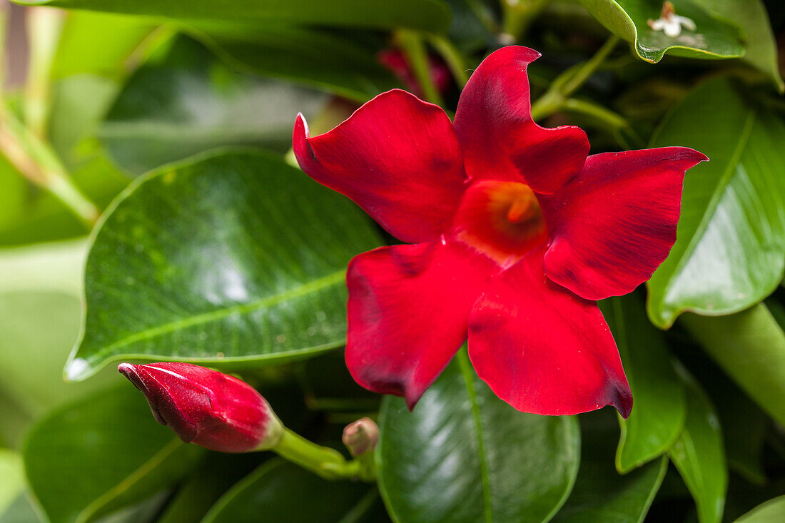 Mandevilla sanderi, red