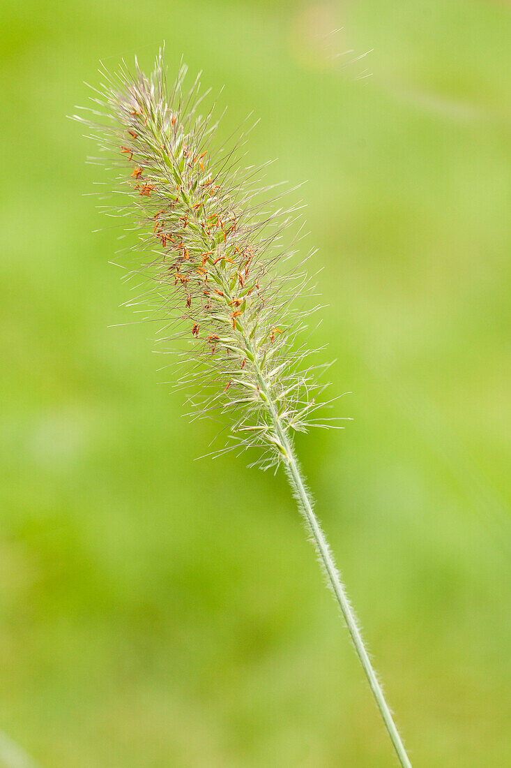 Pennisetum alopecuroides 'Hameln' (Hamelin)