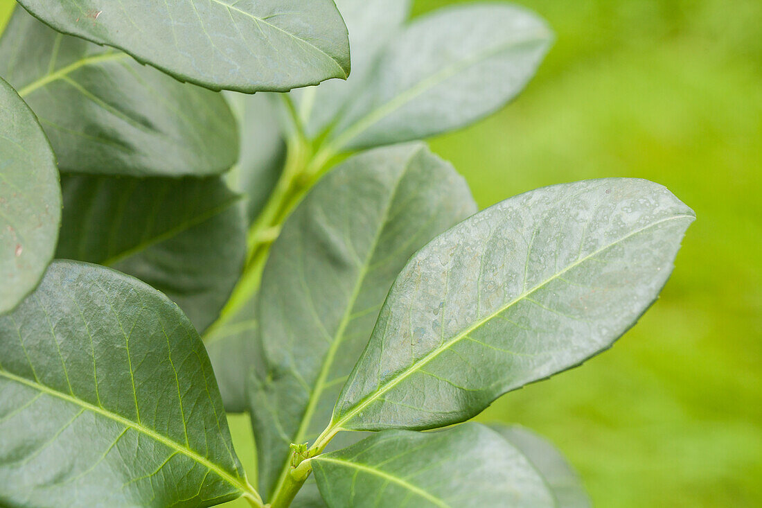 Prunus laurocerasus