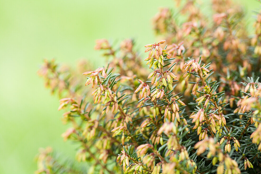 Erica carnea, rosa