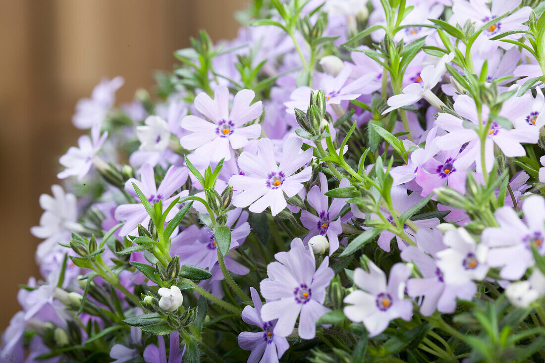 Phlox subulata