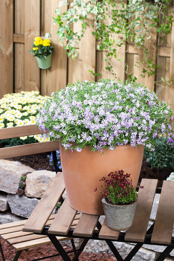 Phlox subulata