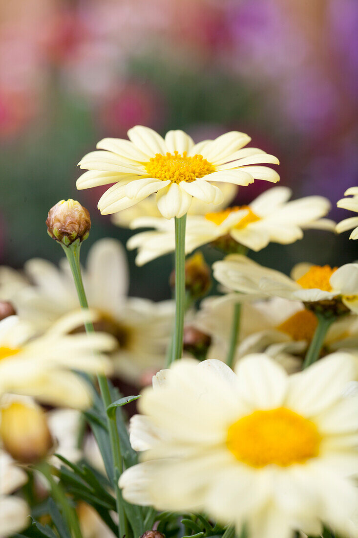 Argyranthemum frutescens, yellow