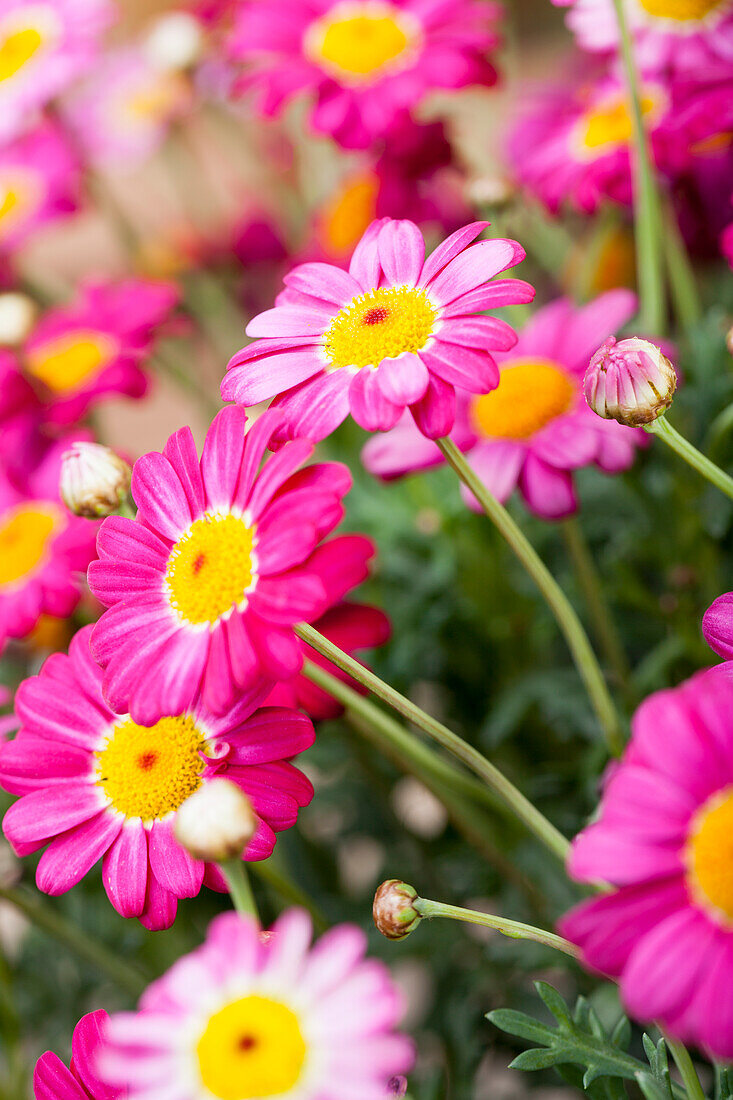 Argyranthemum frutescens