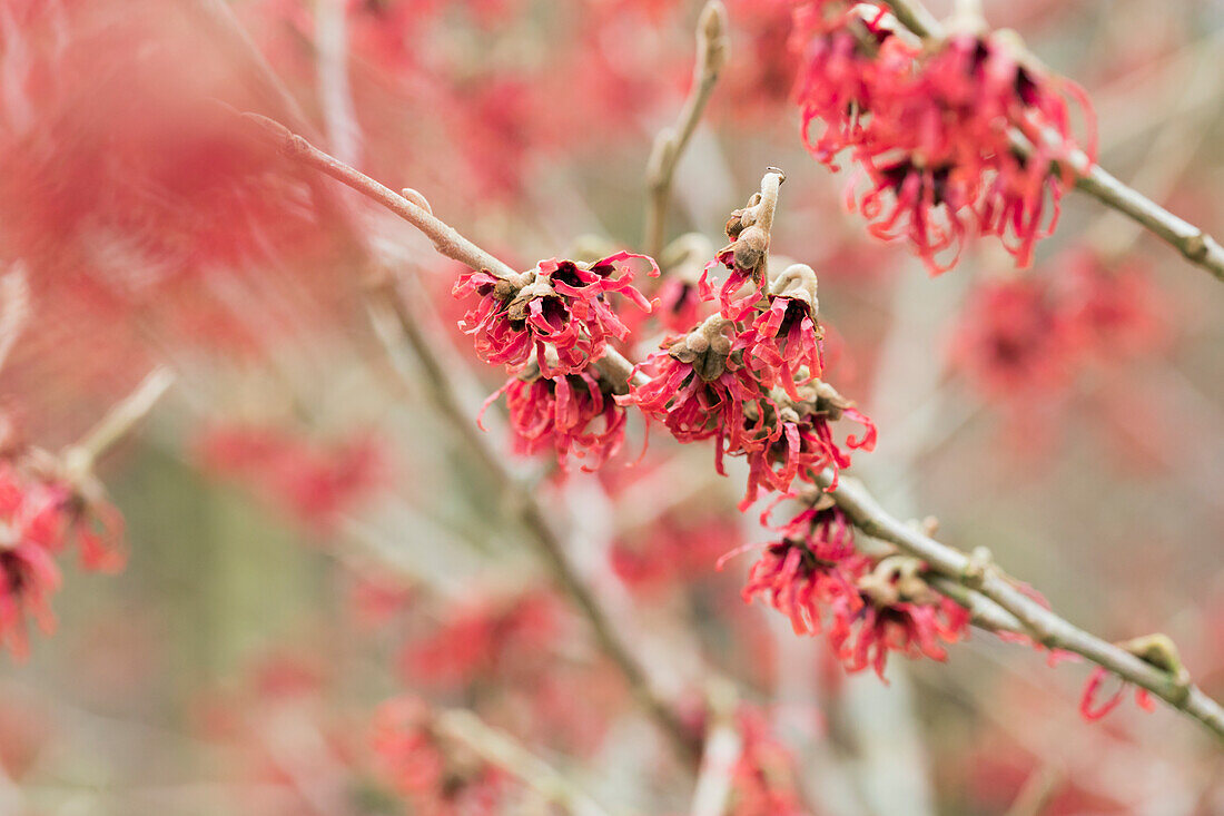 Hamamelis mollis 'Fire magic