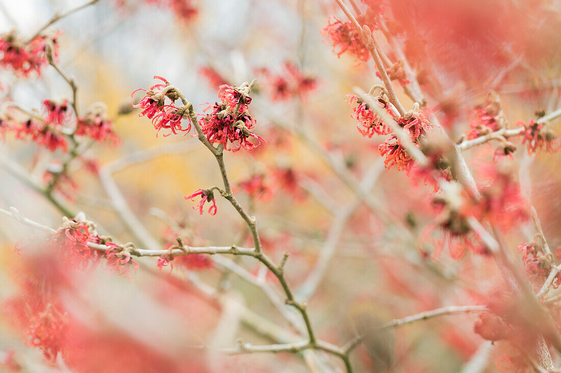 Hamamelis mollis 'Fire magic