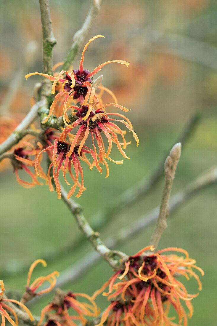 Hamamelis x intermedia 'Jelena'