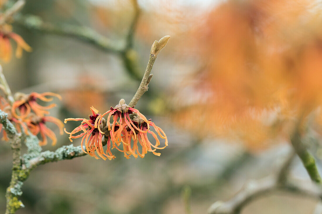 Hamamelis x intermedia 'Jelena'