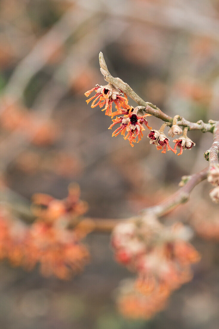 Hamamelis vernalis Lansing