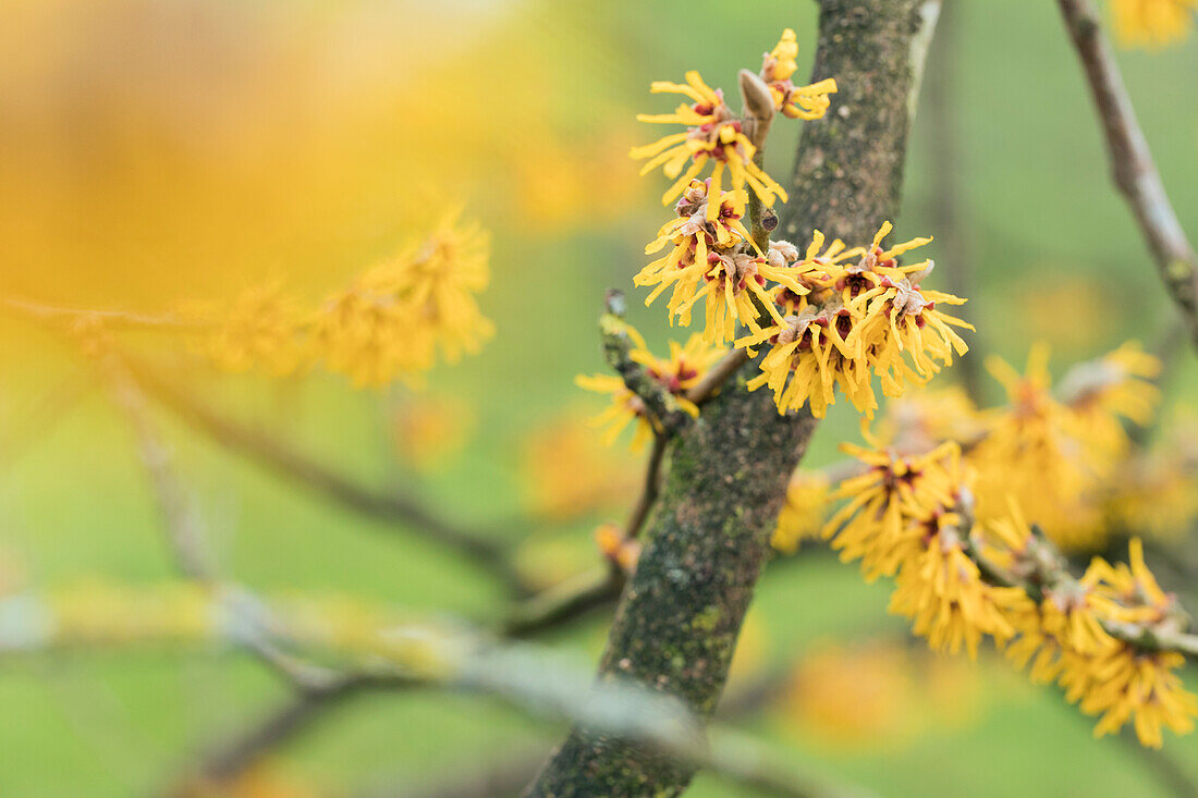 Hamamelis mollis 'Brevipetala'