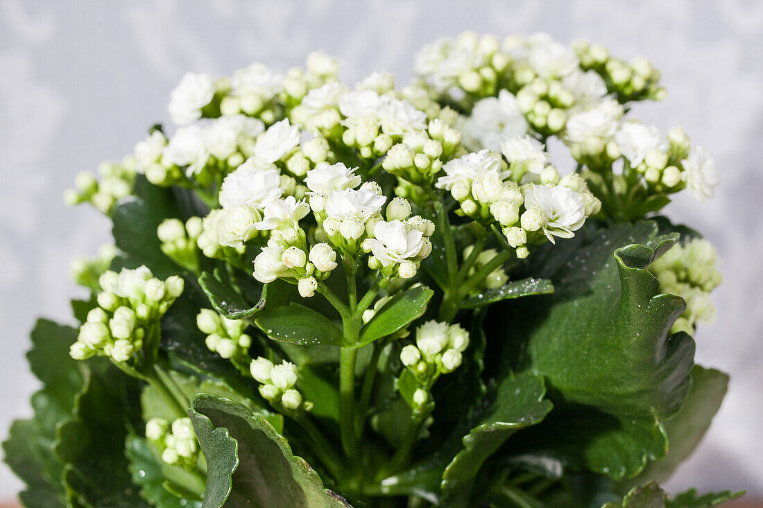 Kalanchoe blossfeldiana